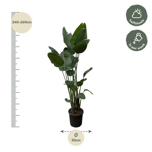 Strelitzia nicolai XXL – 250 cm – Ø50