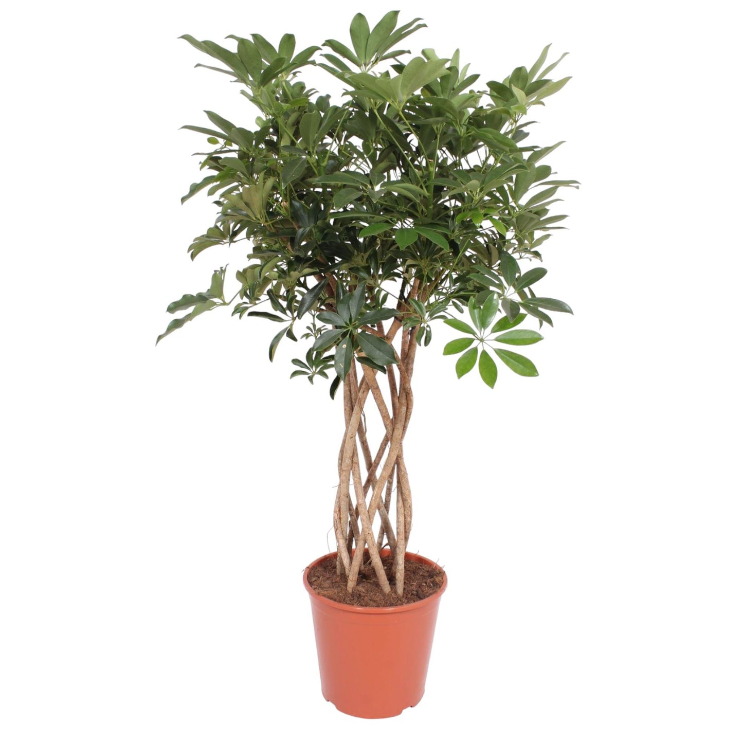 Schefflera arboricola Compacta – geflochtener Stamm – 130 cm – Ø30