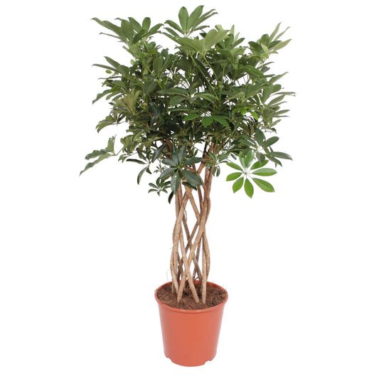 Schefflera arboricola Compacta – geflochtener Stamm – 130 cm – Ø30