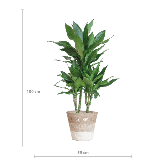 Dracaena  Janet Lindt mit Pflanzkorb Lissabon weiß  - 95cm - Ø21 - Botanic-Vibes