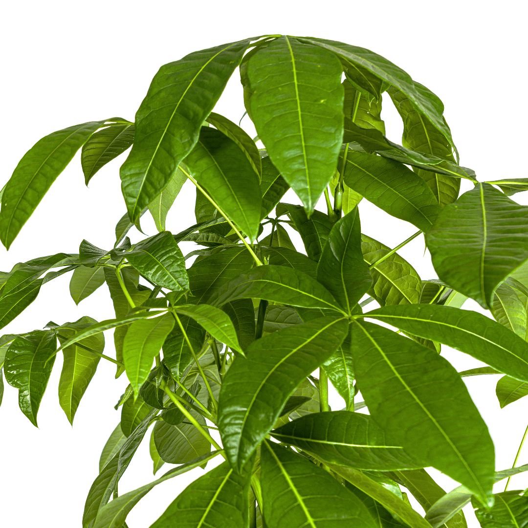 Pachira Aquatica Ø30cm - ↕160 - 180cm - Botanic-Vibes