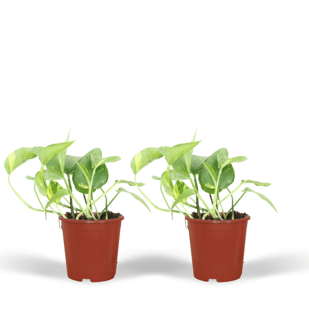 2x Epipremnum Aureum, Scindapsus, 20 cm, Ø12 cm