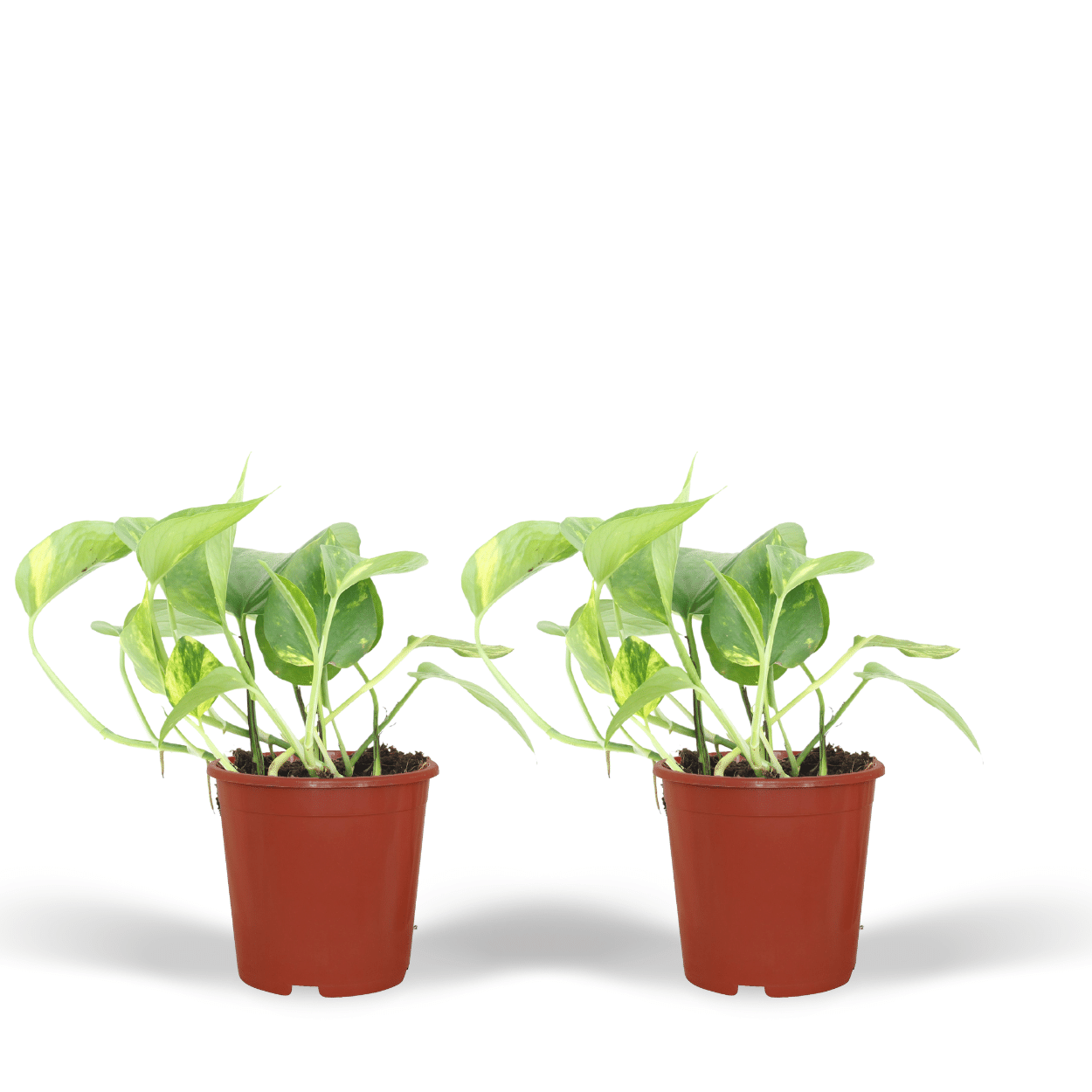 2x Epipremnum Aureum, Scindapsus, 20 cm, Ø12 cm