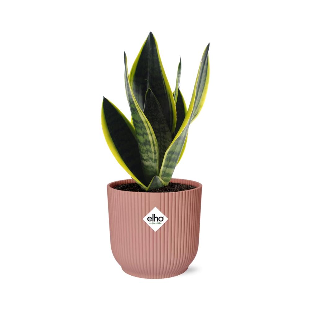 Sansevieria Futura Superba im ELHO Vibes Fold, 14 cm, rosa