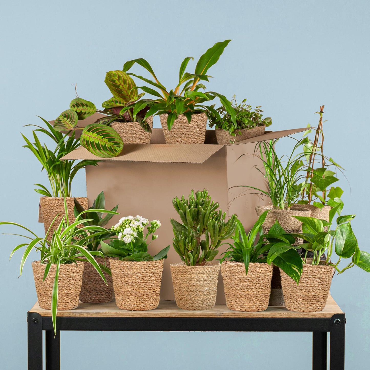 Green misfitbox: zimmerpflanzen 12er set – inkl. 12 × korb sofia