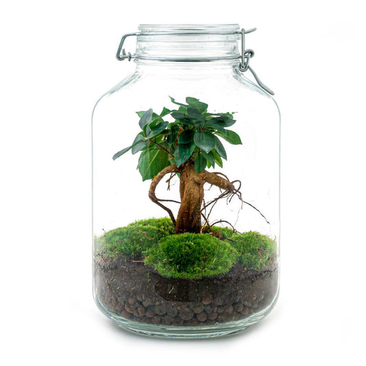 Flaschengarten – Ficus Ginseng Bonsai – 28 cm – Rechen + Schaufel