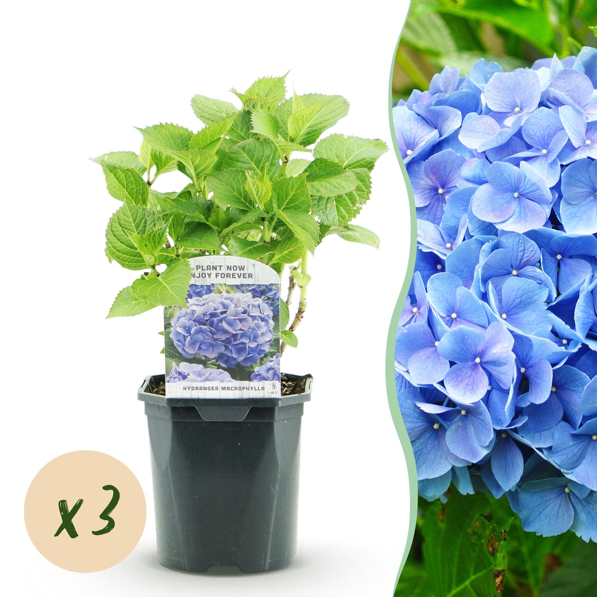 Hortensie, Hydrangea macrophylla Blau, Blüte Blau, 3 Pflanzen, 1m2, Laubabwerfend, Wenig Pflege, Topf 17 cm 30 cm