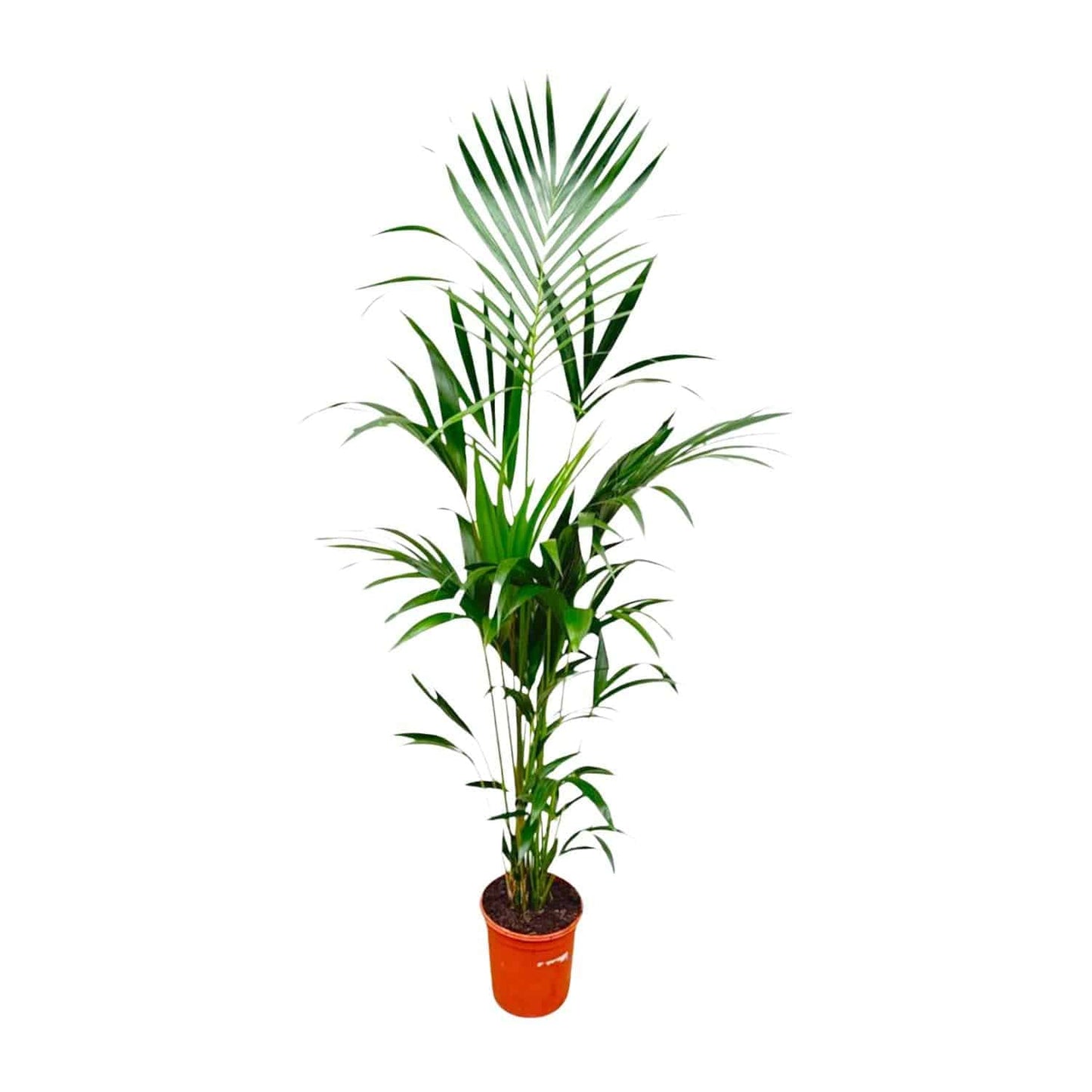 Kentia palm – 180 cm – Ø24 - Botanic-Vibes