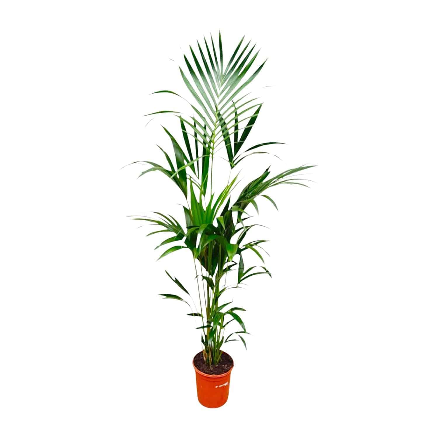 Kentia palm – 180 cm – Ø24 - Botanic-Vibes