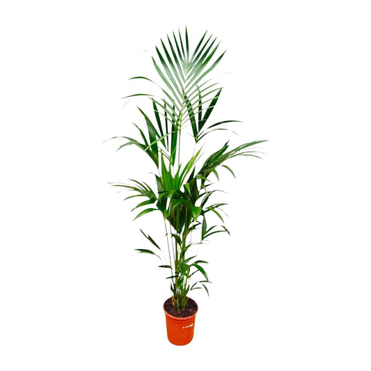 Kentia palm – 180 cm – Ø24 - Botanic-Vibes