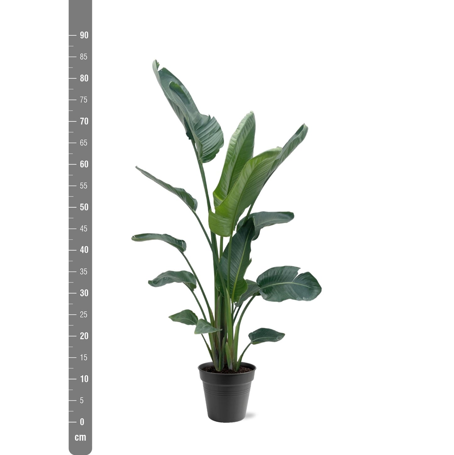 Strelitzia nicolai XXL – 190 – 225 cm – Ø27–Ø30