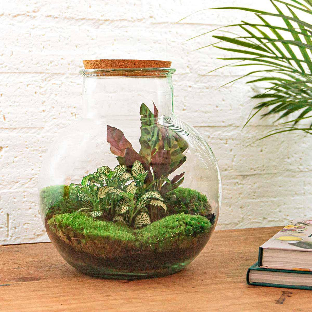 Flaschengarten - Teddy - Botanic-Vibes