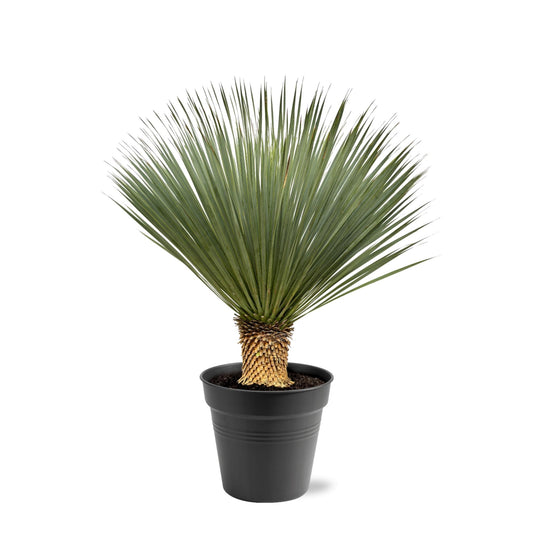 Yucca Rostrata – 100–120 cm – Ø40