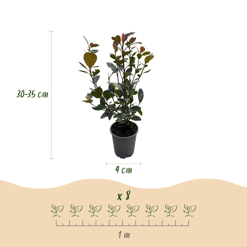 Heckenpflanzen, Photinia Little Rot Robin, Blatt Rot, 8 Pflanzen, 1 Laufmeter, Immergrün, Topf 9 cm 30-35 cm