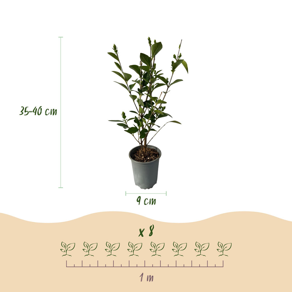 Heckenpflanzen, Ligustrum ovalifolium, Blatt grün, 8 Pflanzen, 1 laufender Meter, immergrün, Topf 9 cm 35-40 cm