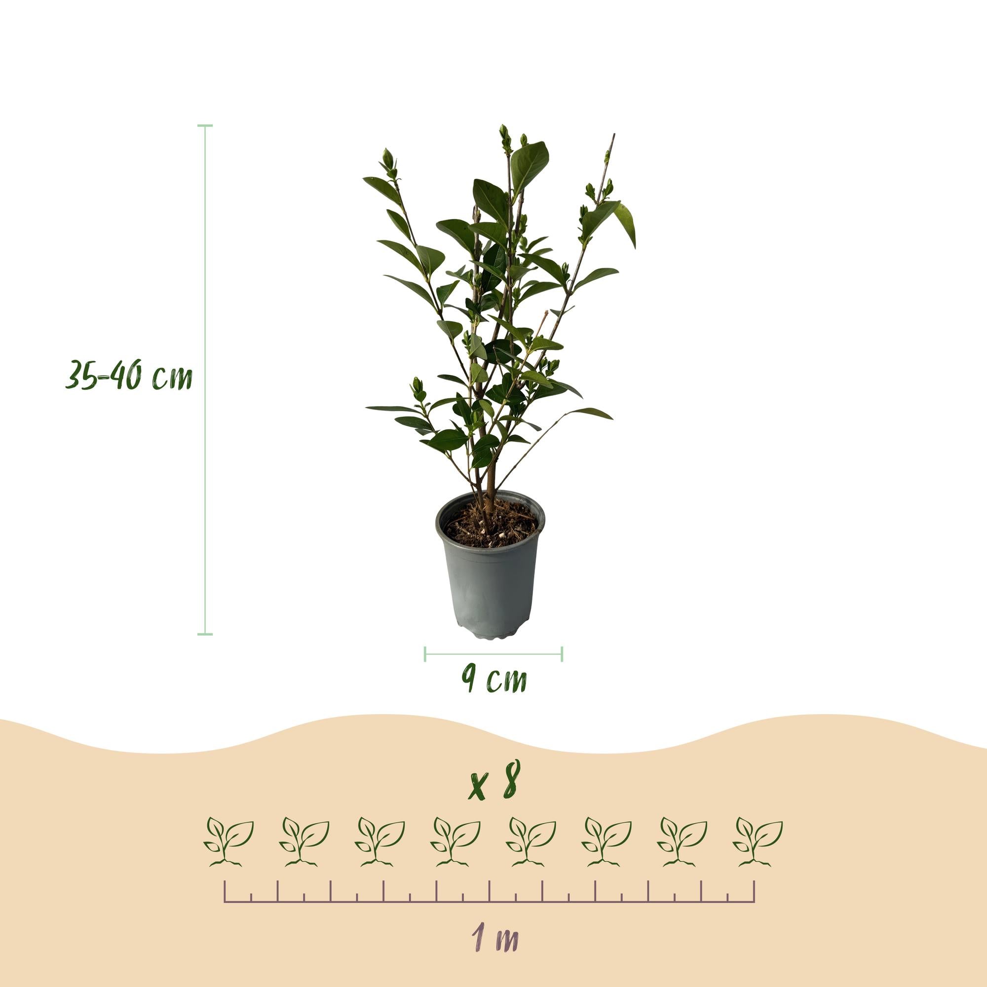 Heckenpflanzen, Ligustrum ovalifolium, Blatt grün, 8 Pflanzen, 1 laufender Meter, immergrün, Topf 9 cm 35-40 cm