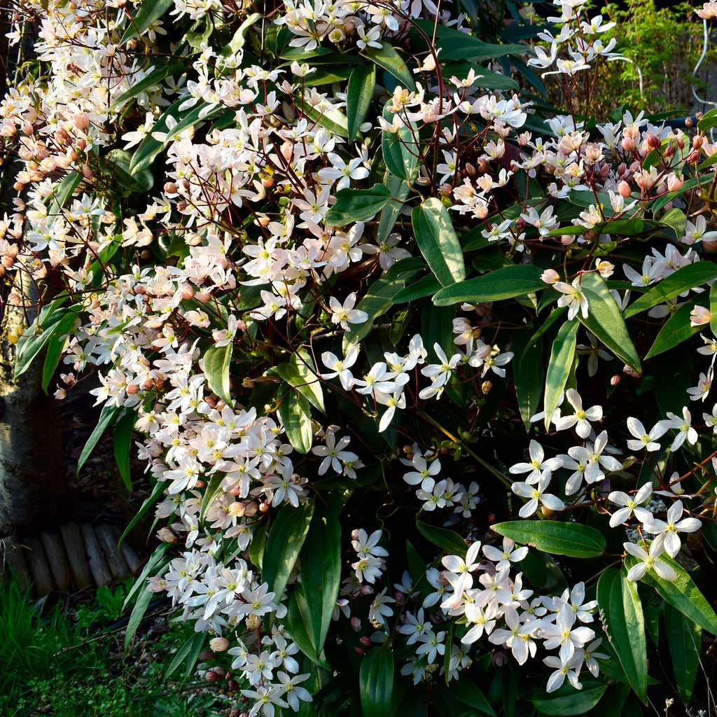 Kletterpflanze, Clematis armandii, Blüte Weiß, Immergrün, Wenig Pflege, 1 Pflanze Topf 11 cm 40 cm