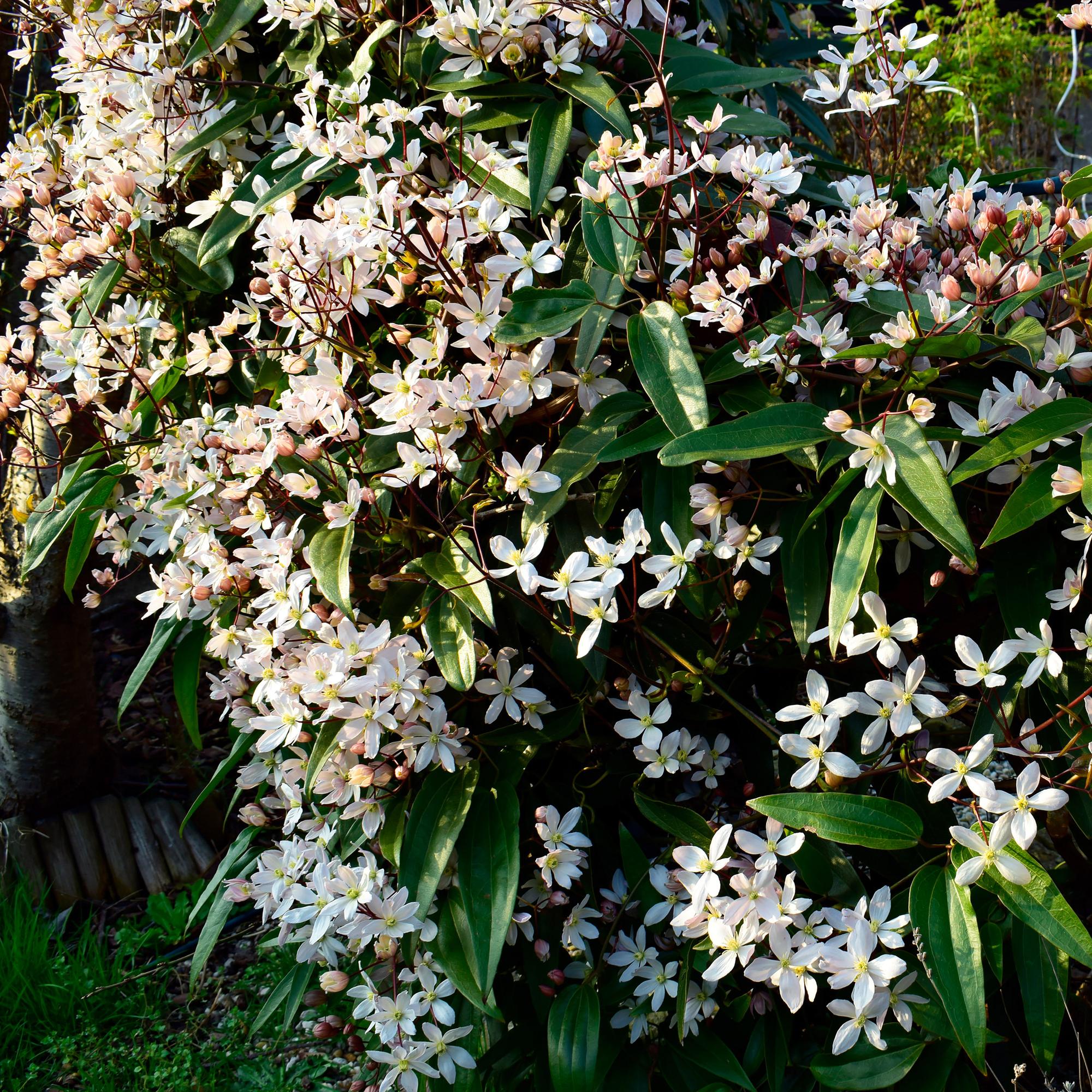Kletterpflanze, Clematis armandii, Blüte Weiß, Immergrün, Wenig Pflege, 1 Pflanze Topf 11 cm 40 cm