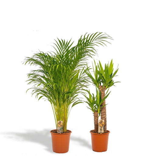 Areca – 130 cm – Ø24 + Yucca – 100 cm – Ø21