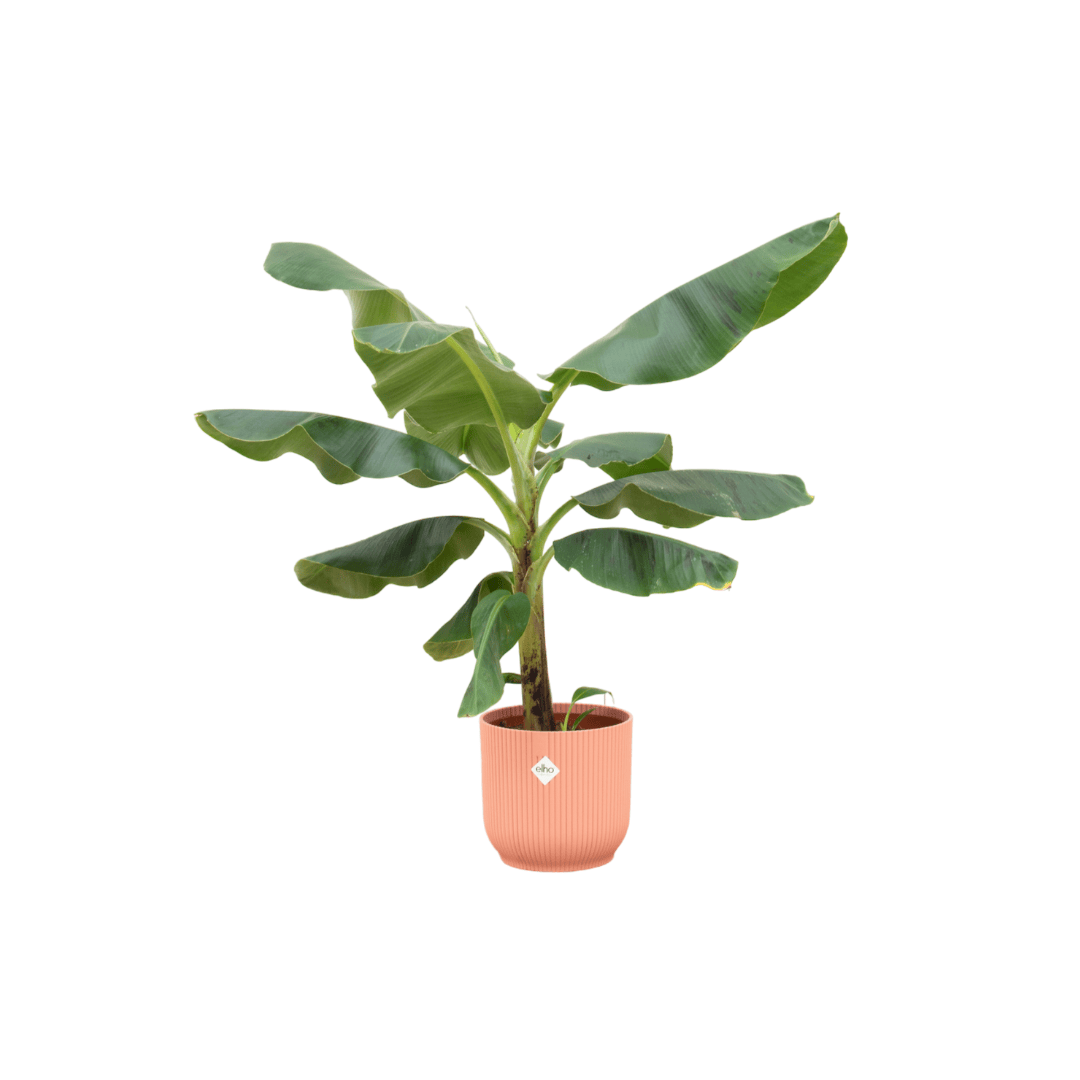 Combi deal - Bananenpflanze (Musa) inklusive elho Vibes Fold Round Rosa Ø22 – 100 cm - Botanic-Vibes
