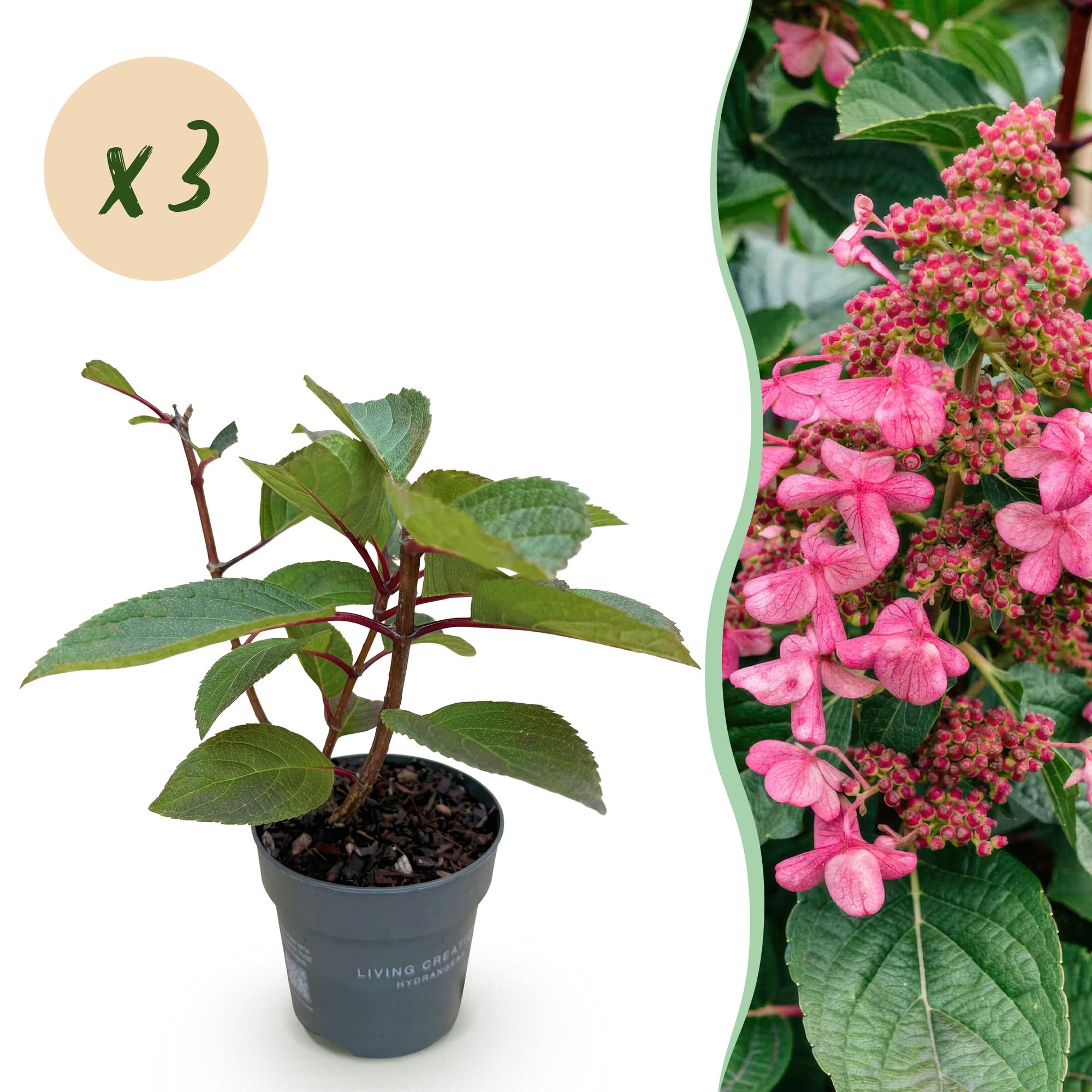 Green boutiQ, Gartenpflanze, Hydrangea panniculata Living Infinity, Rispenhortensie, Winterhart, Weiß, Topf 12cm, Höhe 20, 30cm