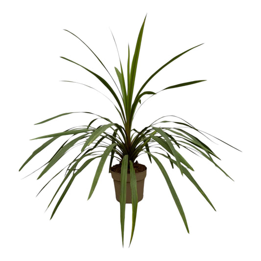 Cordyline peko – 90 cm – Ø24