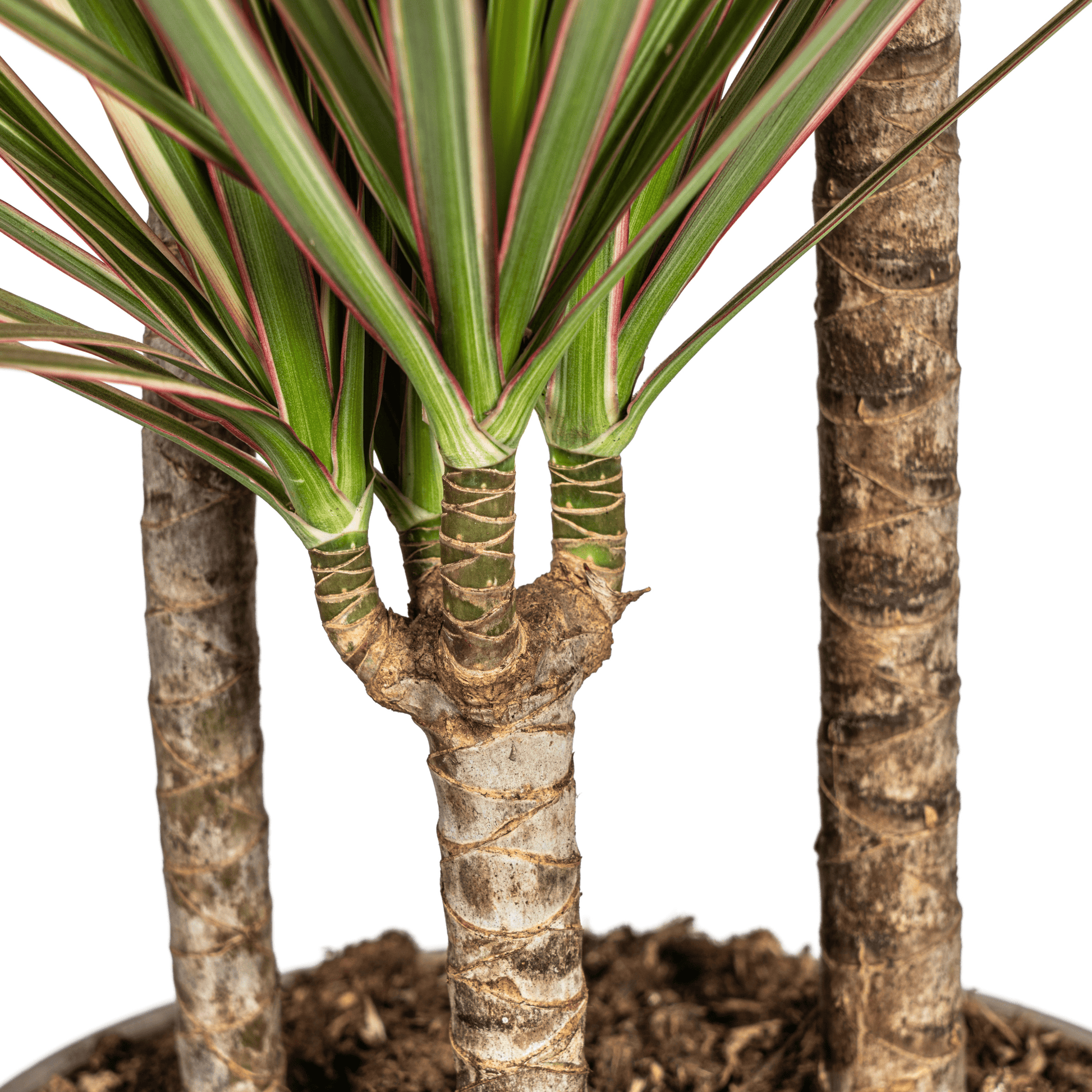 Dracaena Marginata Bicolor Ø21cm - ↕110 - 130cm - Botanic-Vibes