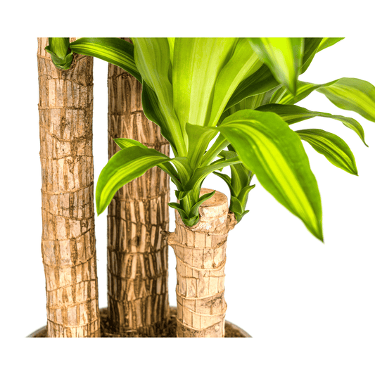 Dracaena Fragrans Massangeana Ø24cm - ↕130 - 150cm - Botanic-Vibes