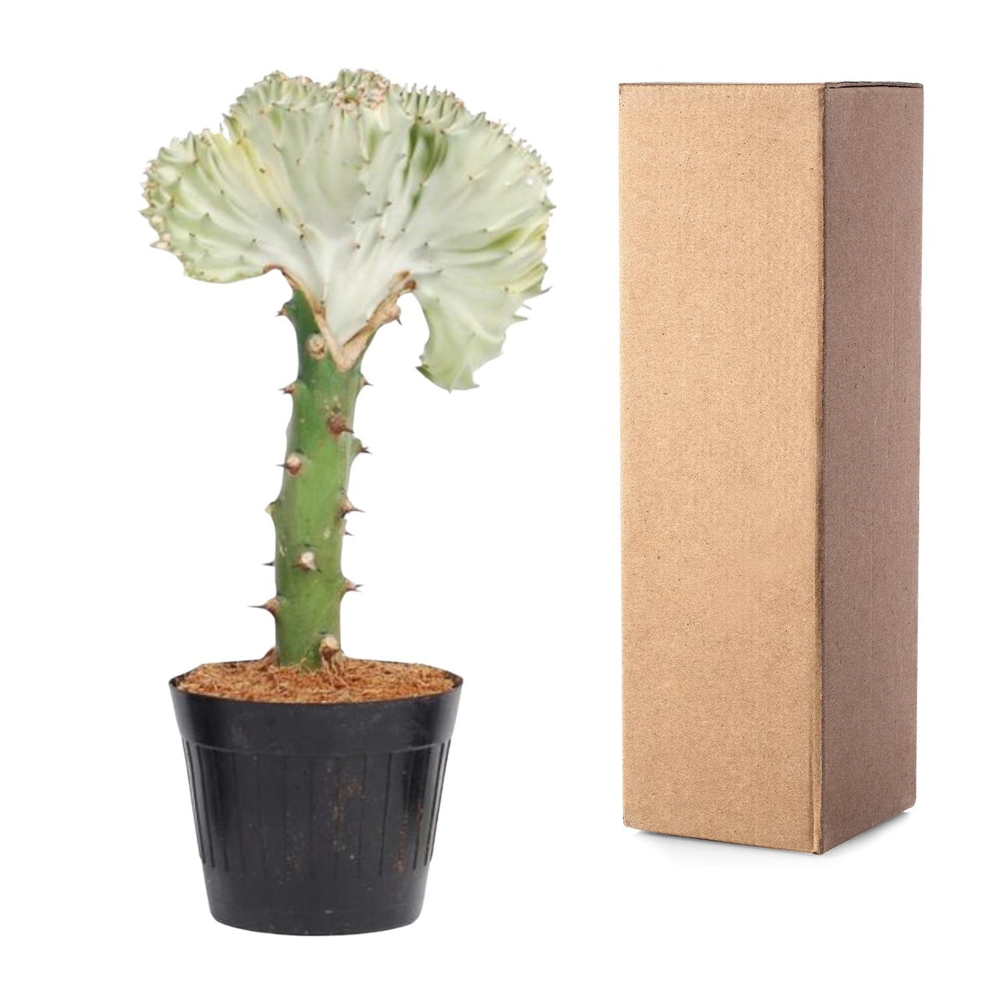 Euphorbia lactea cristata weiß – 30 cm – Ø10,5