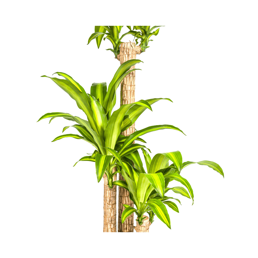 Dracaena Fragrans Massangeana Ø24cm - ↕130 - 150cm - Botanic-Vibes