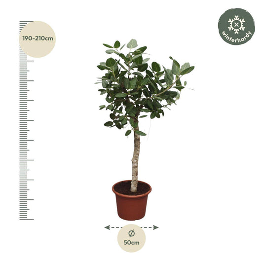 Ficus benghalensis Baum – 200 cm – Ø50 - Botanic-Vibes
