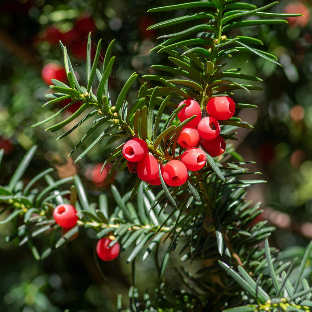 Heckenpflanzen, Taxus baccata, Blatt grün, 6 Pflanzen, 1 laufender Meter, immergrün, Topf 17 cm 60 cm