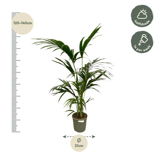 Kentia Palme – 130 cm – Ø21 - Botanic-Vibes
