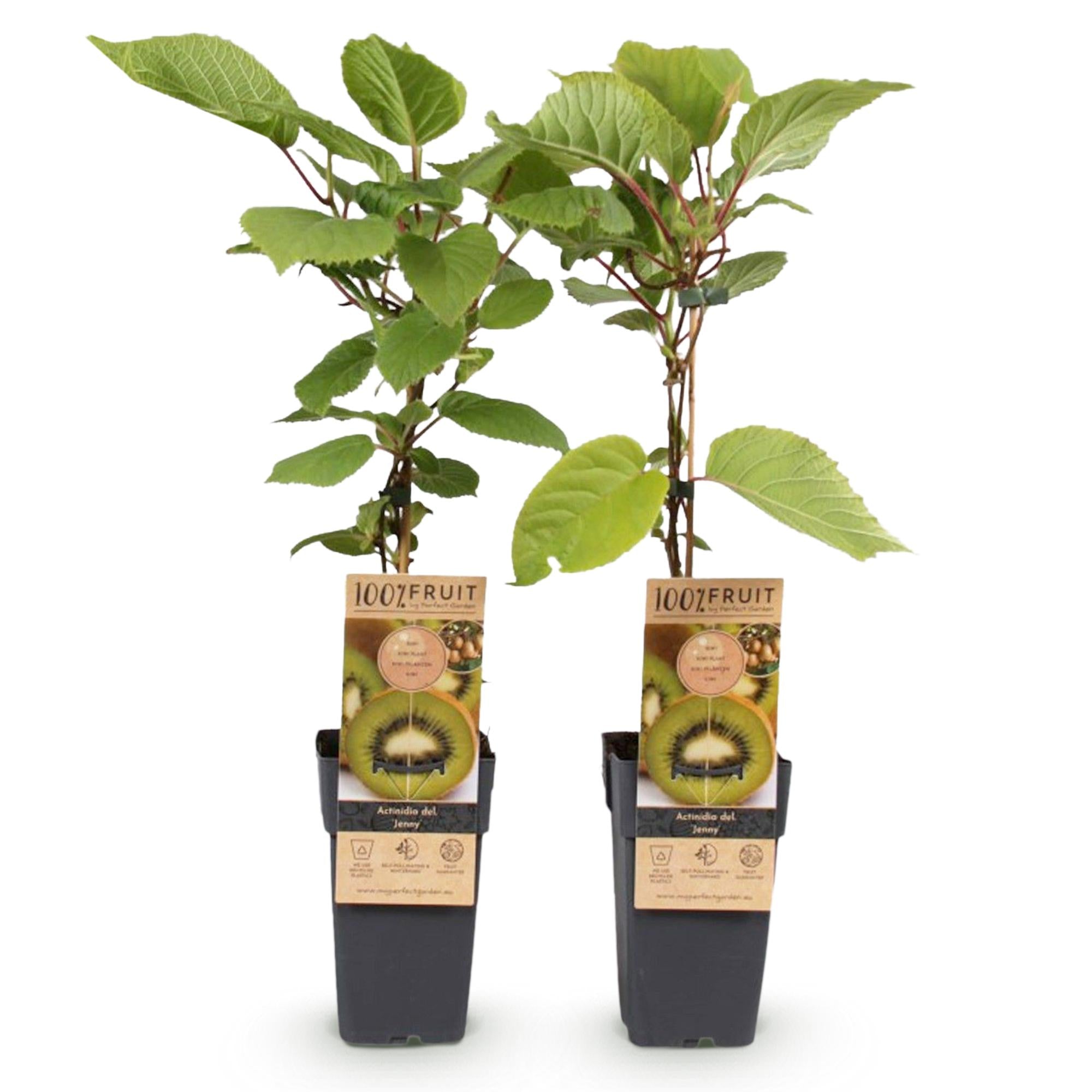 Obstpflanze, Actinidia deliciosa Jenny, Kiwi-Pflanze, Selbstbestäubend, Grüne Frucht, 2 Pflanzen, Topf 15 cm, 50 cm