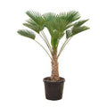 Trachycarpus wagnerianus – 130cm - Botanic-Vibes