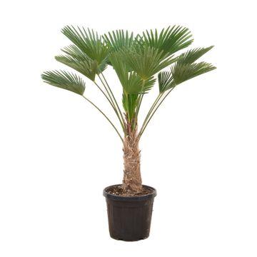 Trachycarpus wagnerianus – 130cm