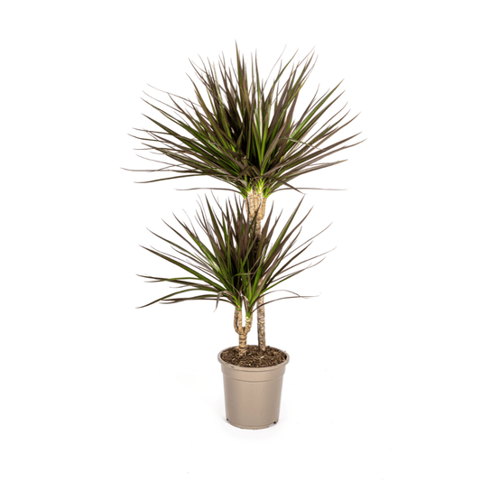 Dracaena Marginata Magenta Ø19cm - ↕70-90cm - Botanic-Vibes