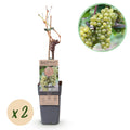 Obstpflanze, Vitis vinifera Bianca, Weinrebe, Veredelt, Weiße Traube, 2 Pflanzen, Topf 15 cm, 50 cm