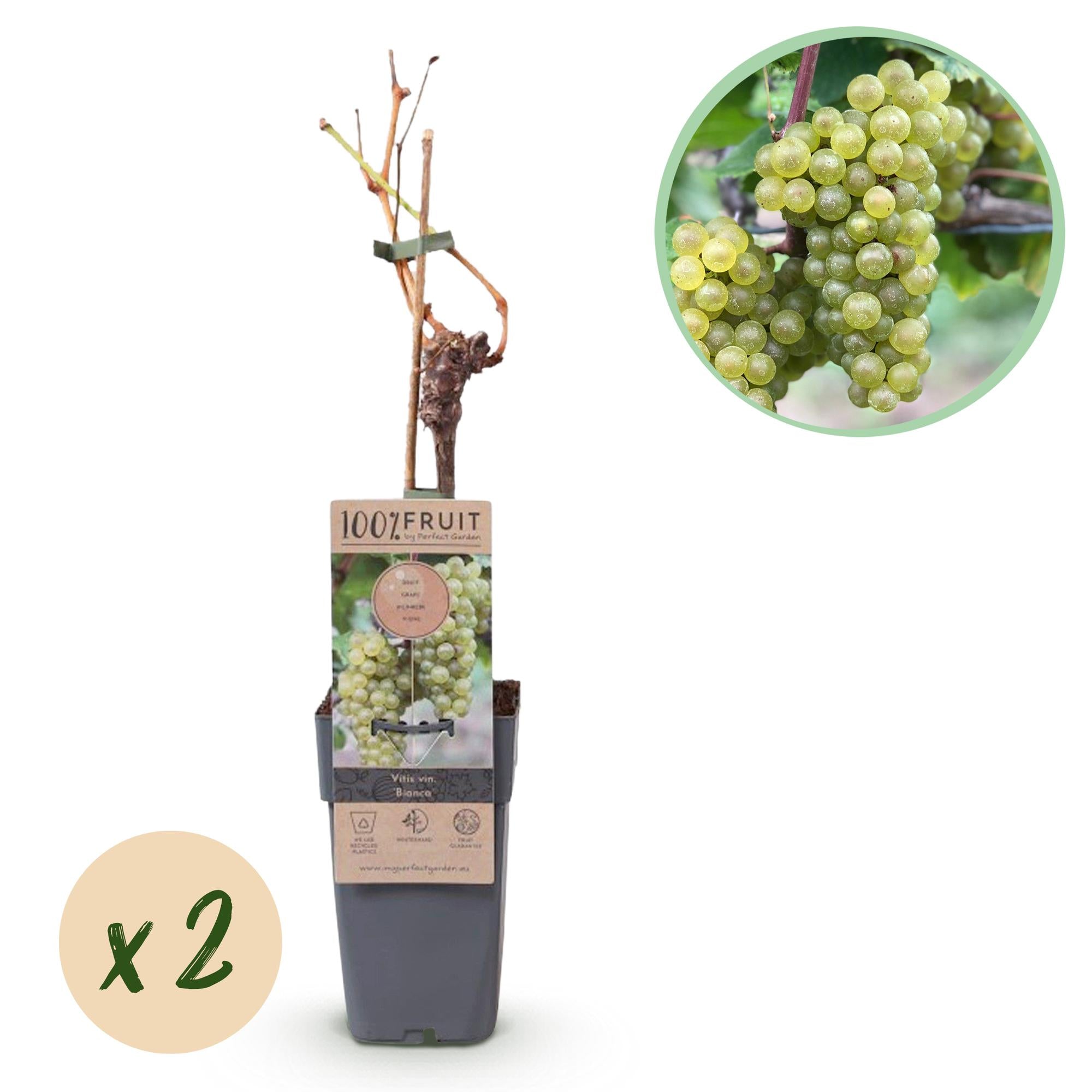 Obstpflanze, Vitis vinifera Bianca, Weinrebe, Veredelt, Weiße Traube, 2 Pflanzen, Topf 15 cm, 50 cm
