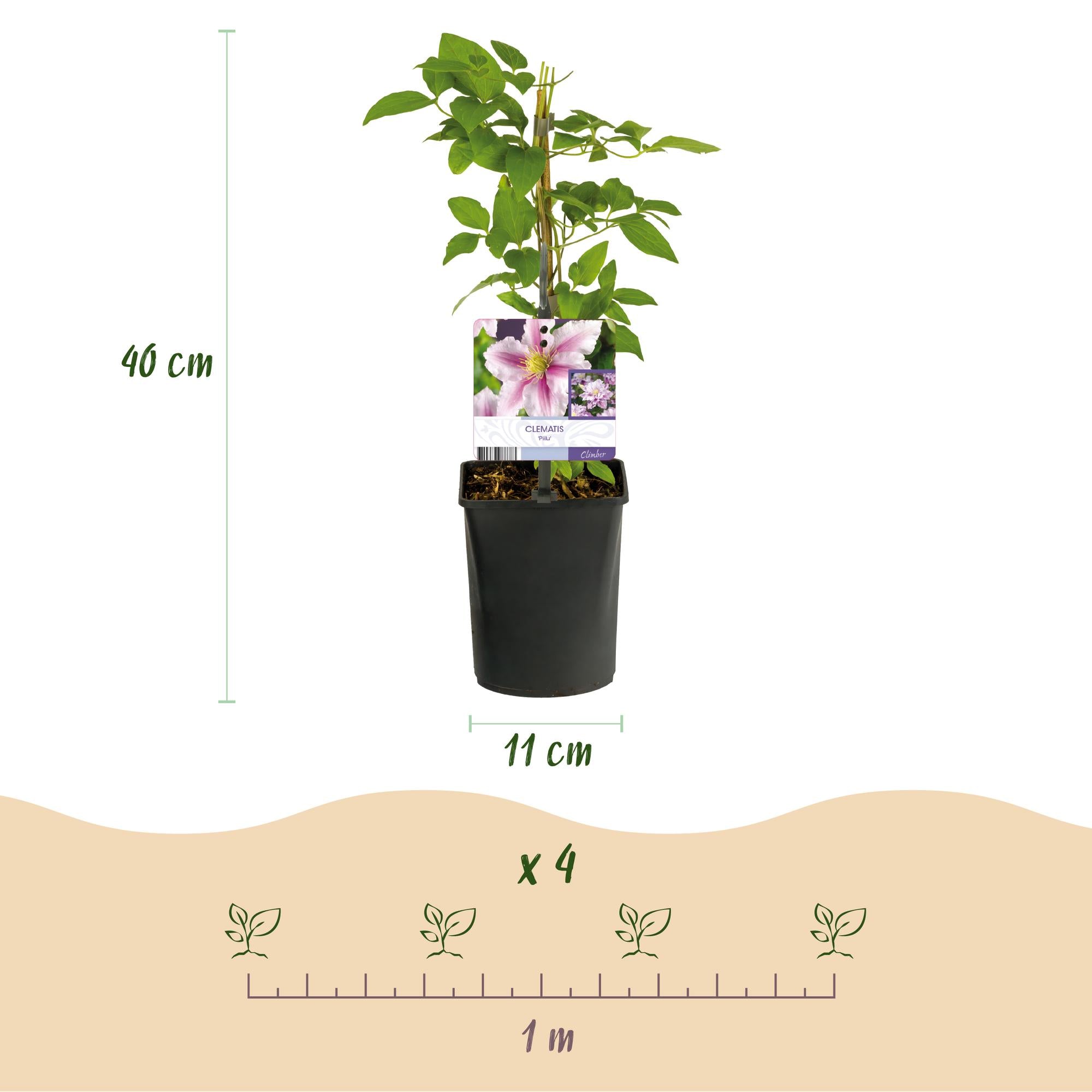 Kletterpflanze, Clematis Piilu, Blüte Rosa, Wenig Pflege, 2 Pflanzen, Topf 11 cm 40 cm