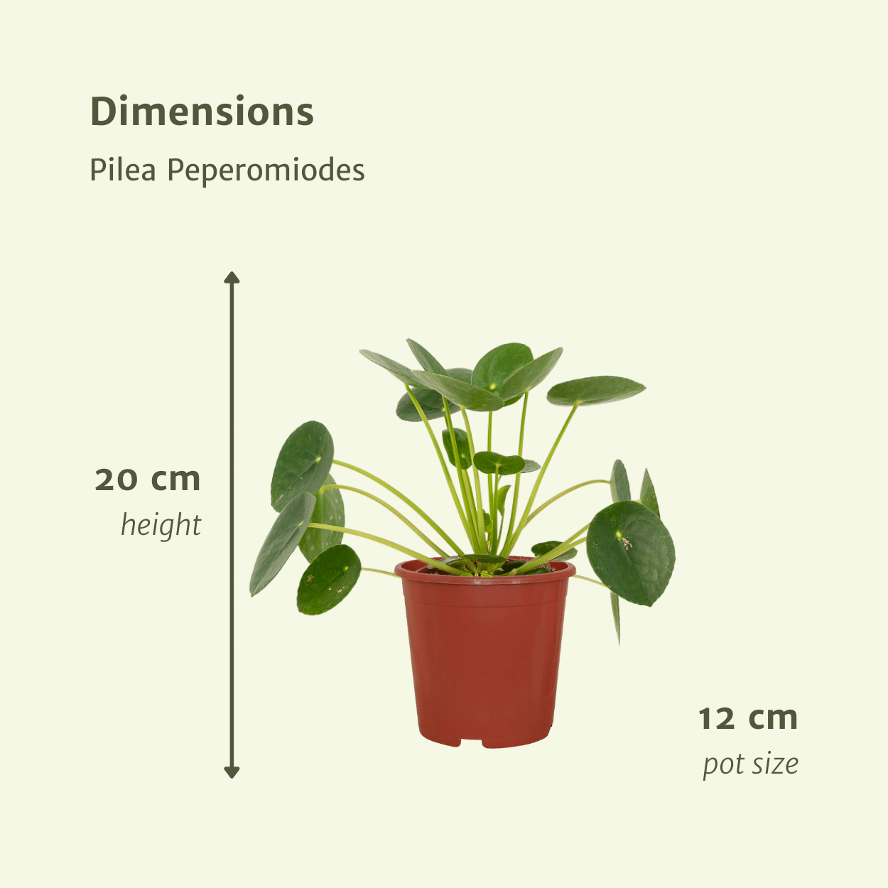 2x Pilea Peperomiodes, Pfannkuchenpflanze, 20 cm, Ø12 cm