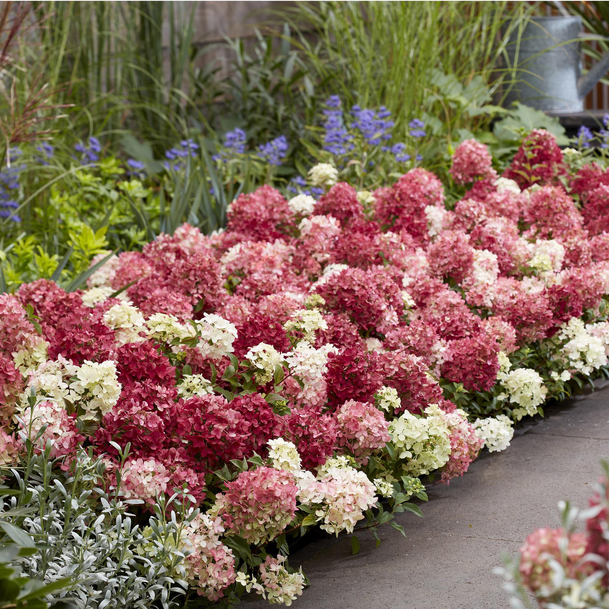 Hydrangea panniculata Groundbreaker Ruby, Rispenhortensie, Winterfest, Rot, 1 Pflanze, Topf 14 cm, 20-25 cm