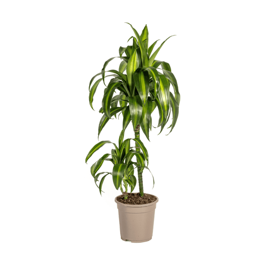 Dracaena Deremensis Hawaiian Sunshine Ø19cm - ↕70 - 90cm - Botanic-Vibes