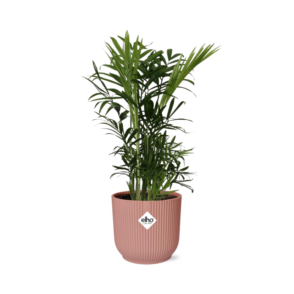 Chamaedorea Elegans im ELHO Vibes Fold, 14 cm, rosa