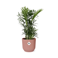 Chamaedorea Elegans im ELHO Vibes Fold, 14 cm, rosa