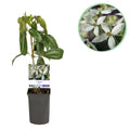 Kletterpflanze, Clematis armandii, Blüte Weiß, Immergrün, Wenig Pflege, 1 Pflanze Topf 11 cm 40 cm