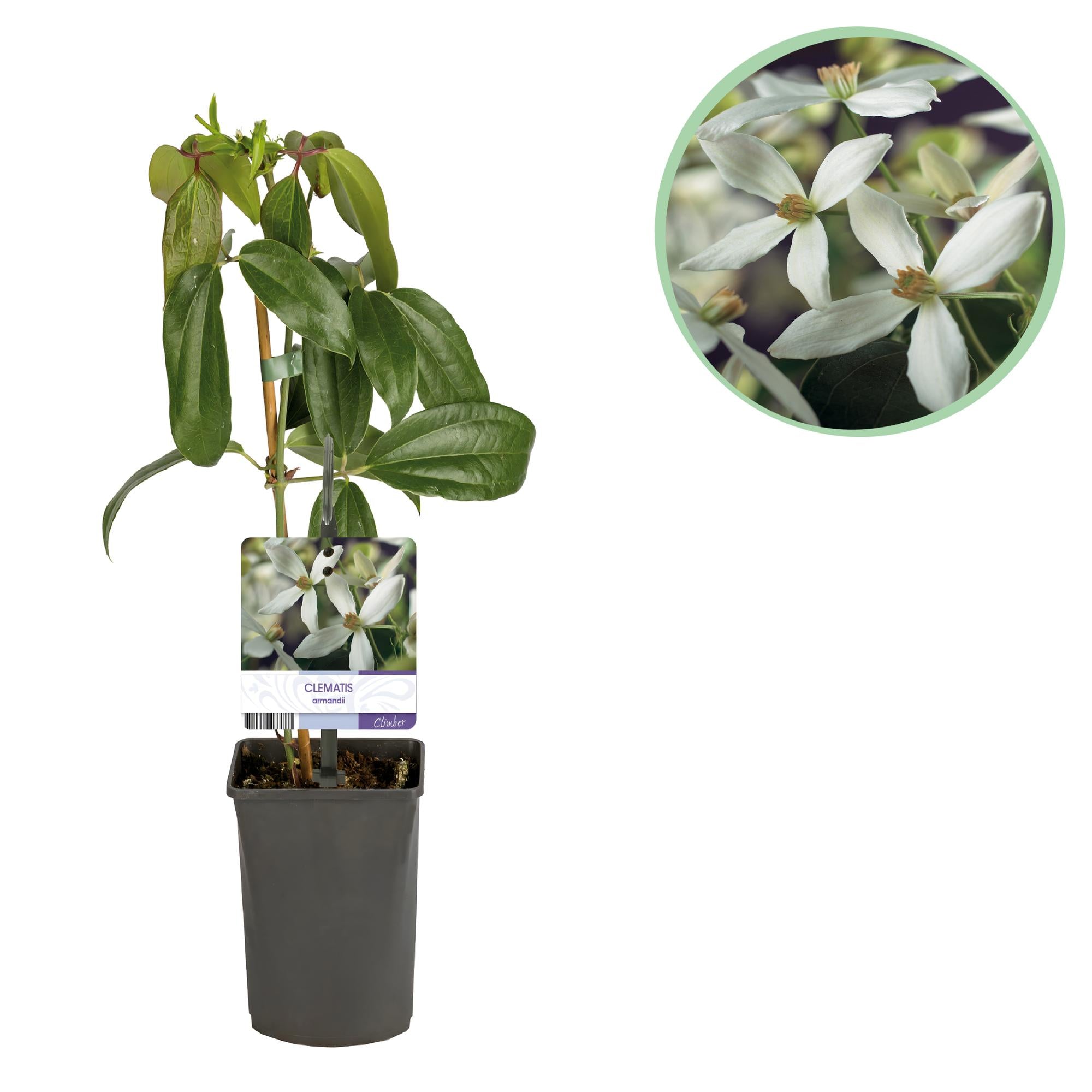Kletterpflanze, Clematis armandii, Blüte Weiß, Immergrün, Wenig Pflege, 1 Pflanze Topf 11 cm 40 cm