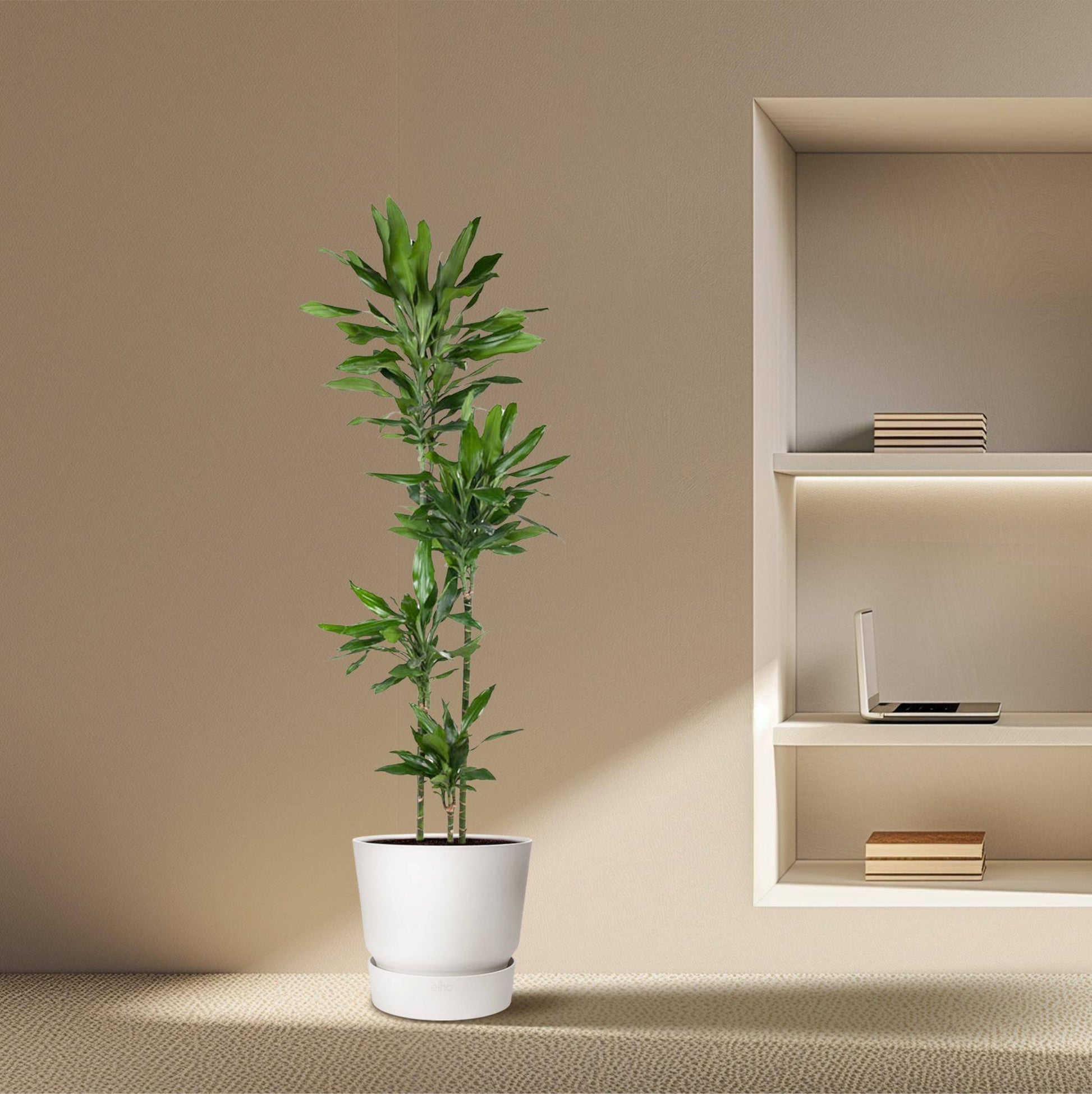 Dracaena Janet Lind – 180 cm – Ø27 - Botanic-Vibes