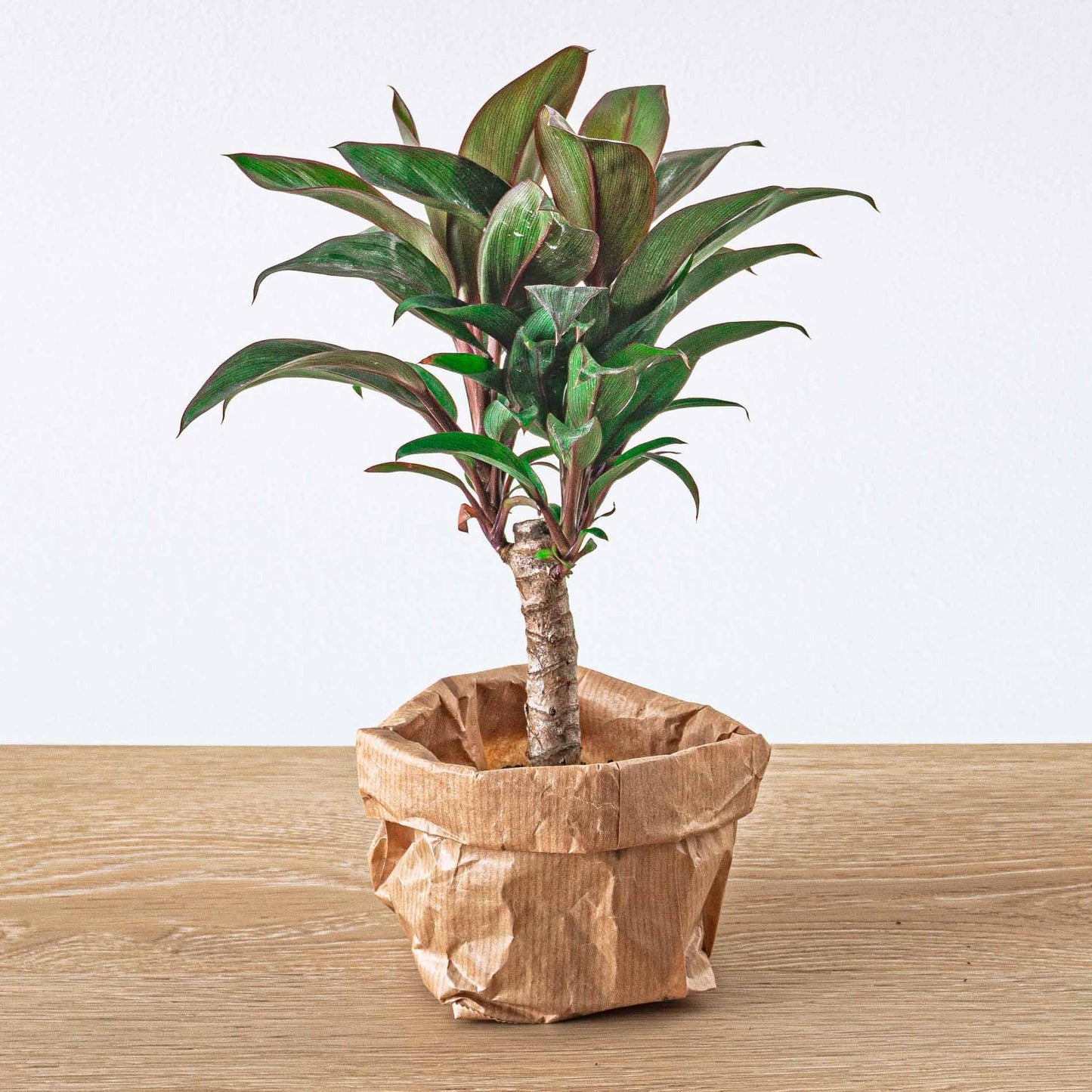 Mini-Palme – Cordyline fruticosa 'Purple Compacta' – Terrarienpflanze – Topfgröße 6