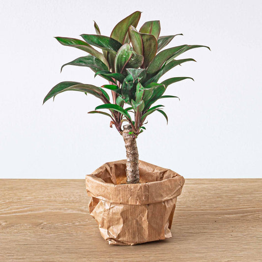 Mini-Palme – Cordyline fruticosa 'Purple Compacta' – Terrarienpflanze – Topfgröße 6